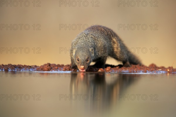 Zebra mongoose (Mungos mungo), adult, at the water, drinking, Kruger National Park, Kruger National