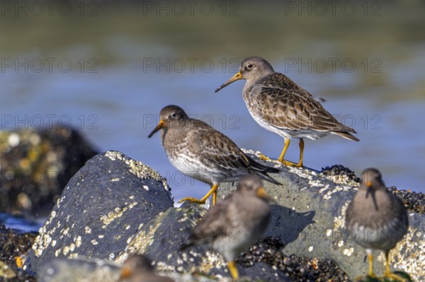 Purple sandpipers (Calidris maritima) in non-breeding plumage foraging among rocks on rocky shore