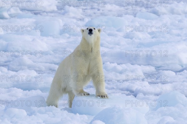 Lone polar bear (Ursus maritimus) hunting on pack ice, picking up scent of prey in the Arctic Ocean