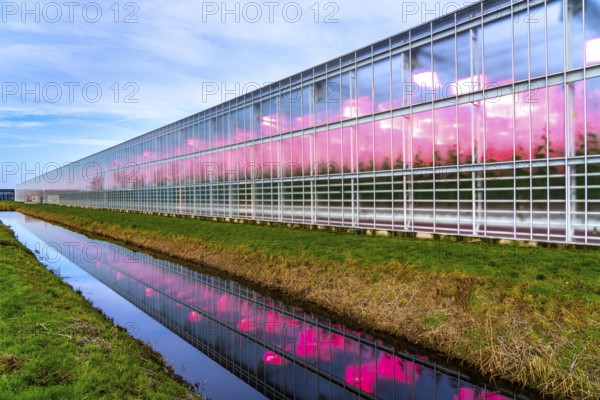 Large greenhouses for cucumbers and strawberries, over 10 hectares, the plants are artificially