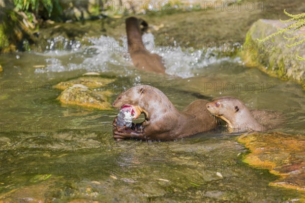 A pack of adult giant otter or giant river otter (Pteronura brasiliensis) playing or eat in a small