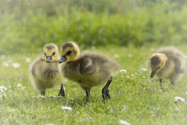 Canada goose chicks (Branta canadensis) three running through grass and daisies, looking for food,