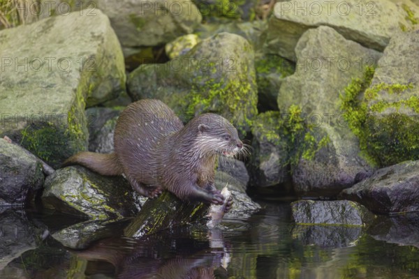 An oriental small-clawed otter or Asian small-clawed otter (Aonyx cinerea) stands on a rocky shore