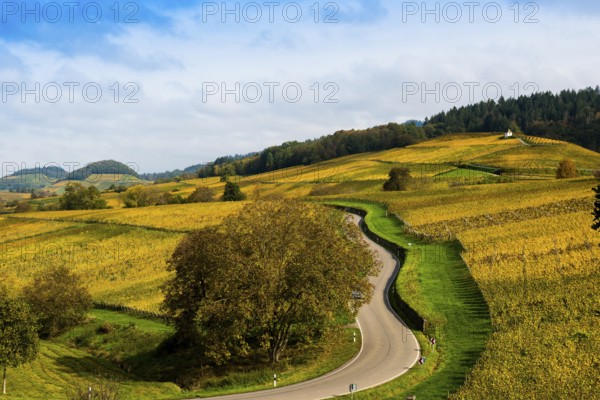 Hilly landscape with vineyards and winding road in autumn, Ballrechten-Dottingen, Breisgau,