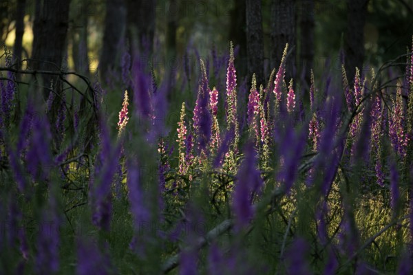 Sunlit Common foxglove (Digitalis purpurea) in the forest, Lower Rhine, North Rhine-Westphalia,