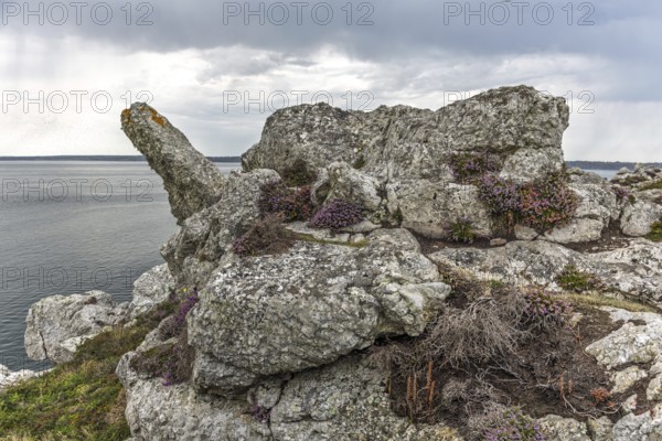 A rocky cliff overlooking the ocean with a few purple flowers growing on it. The flowers add a
