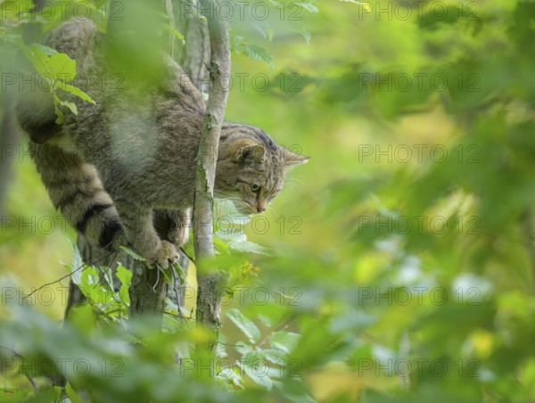 European wildcat or forest cat (Felis silvestris) in the wildcat enclosure at the Thayatal National