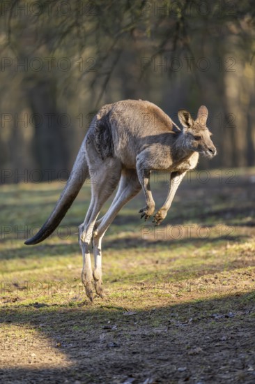 Eastern Gray Kangaroo (Macropus giganteus) jumping on a meadow, captive, occurance Australia,