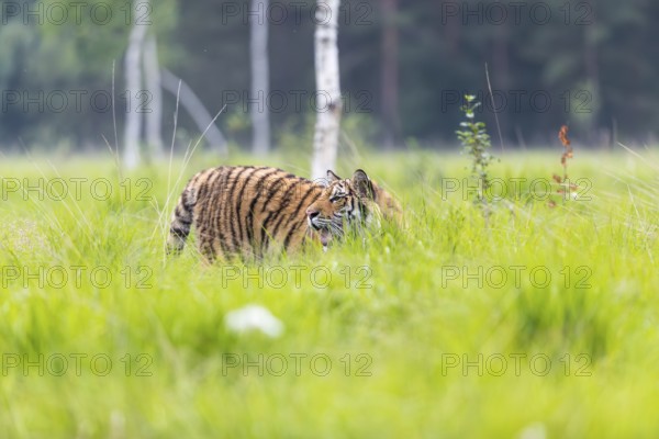 One young female Siberian Tiger, Panthera tigris altaica, standing in tall fresh green grass. Early