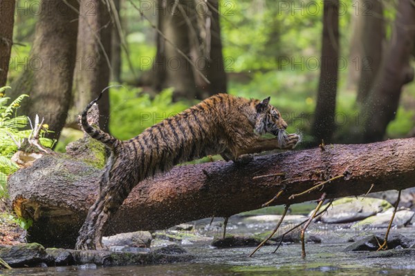 One young female Siberian Tiger, Panthera tigris altaica, crossing a creek deep in a forest over a