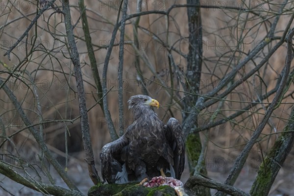 One white-tailed eagle (Haliaeetus albicilla) sitting on a small hammock feeding on a common carp.