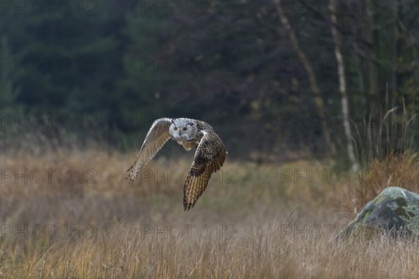 One Siberian Eagle Owl (Bubo bubo sibiricus) flying over tall reed grass lakeshore on an autumnal
