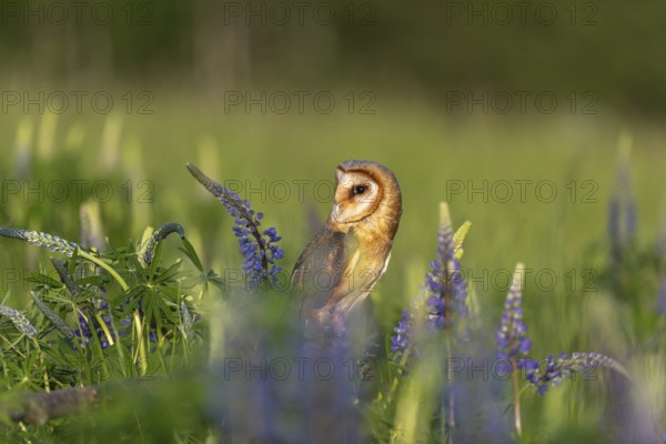 One barn owl (Tyto alba) sitting on a branch lying in a field of flowering lupines in late evening