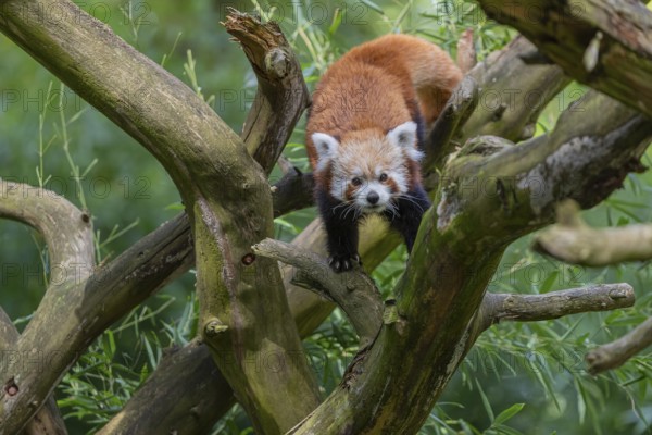 One red panda, Ailurus fulgens, walking over a branch of a dead tree. Fresh green vegetation in the
