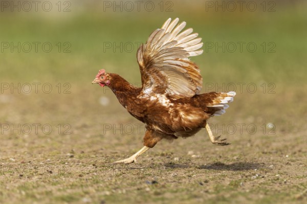 Fast running chicken in a meadow with raised wings, domestic chicken, Rhineland-Palatinate,