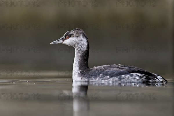 Slavonian grebe (Podiceps auritus), adult, in a white plumage, winter plumage, swimming in Lake