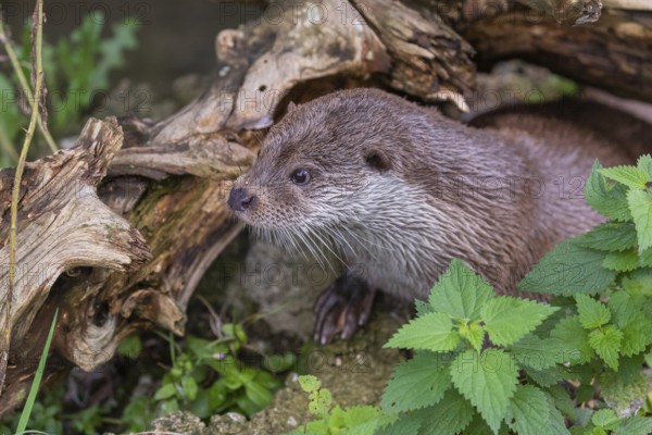 One Eurasian otter (Lutra lutra) resting on the pebbles of a river bank underneath a root of a