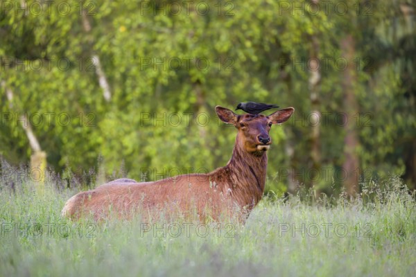 A female wapiti (Cervus canadensis) rests in a green meadow in the early morning. A western jackdaw