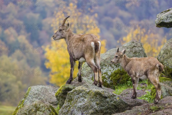 An adult female ibex (Capra ibex) stands on a rock with one of her young. A forest in autumn colors