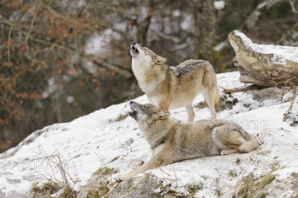 A young grey she-wolf (Canis lupus lupus) lies howling in a snow-covered meadow on a cold, cloudy
