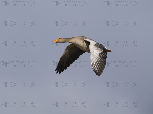 Graugans (Anser anser), zwei Vögel im Flug, über dem Naturschutzgebiet Mokbaai, auf der Insel