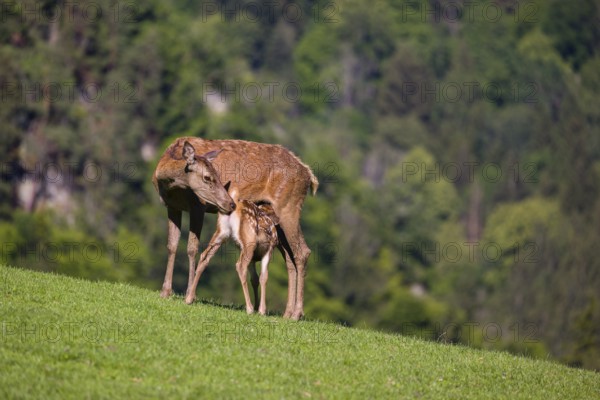One red deer doe (Cervus elaphus) stands on a meadow and suckles her fawn. A forest in the distant