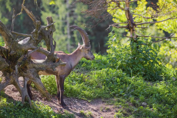 A male ibex (Capra ibex) stands on a hill at the edge of the forest in soft backlighting. A forest