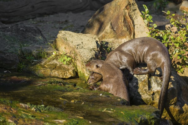 Two giant otter or giant river otter (Pteronura brasiliensis) climb out of the river onto a mossy