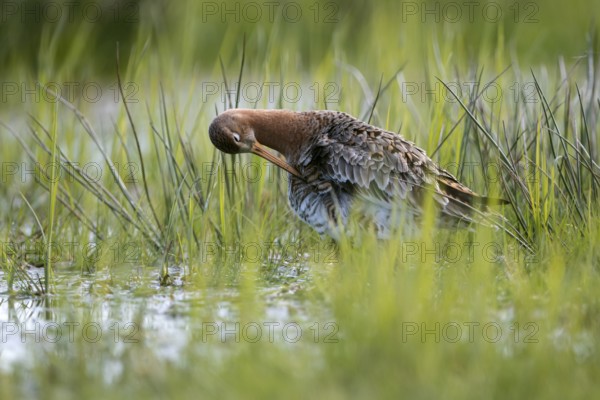 Black-tailed godwit (Limosa limosa), preening itself, plumage care, in a wet meadow, backlit,