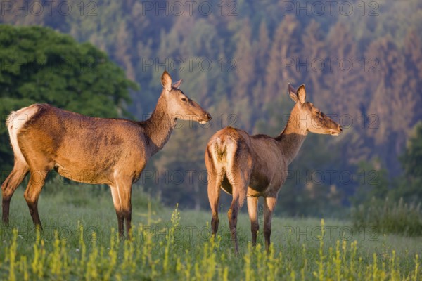 Two Altai maral hinds, Altai wapiti or Altai elk (Cervus canadensis sibiricus) stand in a meadow in