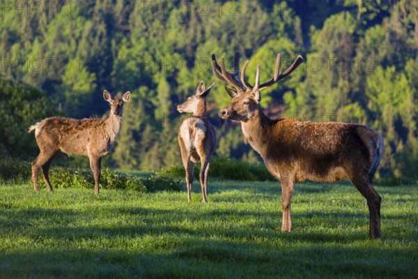 One male Altai maral, Altai wapiti or Altai elk (Cervus canadensis sibiricus) stands on a meadow