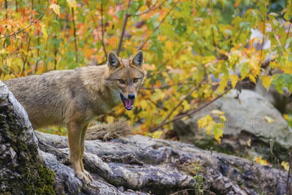 One golden jackal (Canis aureus) stands on a fallen tree trunk. Behind him is a tree in intense