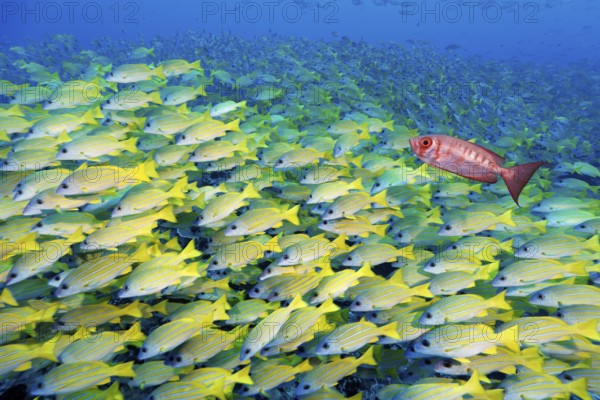 School of fish Blue-striped snapper (Lutjanus kasmira), Indo-Pacific bigeye perch, (Priacanthus