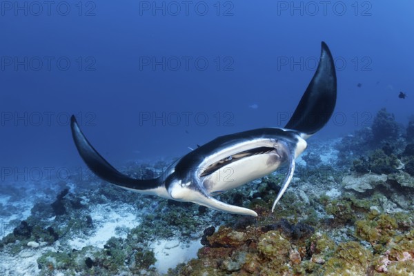 Reef Manta (Manta alfredi), from front, frontal, swimming on coral reef above cleaning station,