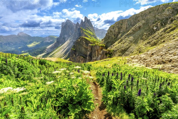 Scenic hiking path amidst lush wildflowers, leading towards the impressive seceda peaks in the