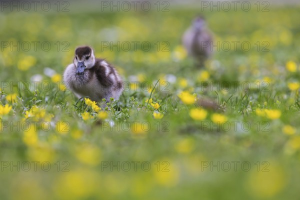 Chicks of the Nile Goose (Alopochen aegyptiaca) freshly hatched, park in spring with spring flowers