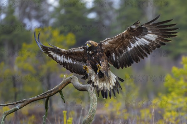 European golden eagle (Aquila chrysaetos chrysaetos) landing on branch with spread wings in