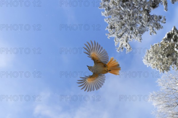 Siberian jay (Perisoreus infaustus, Corvus infaustus) flying among spruce trees in snow covered