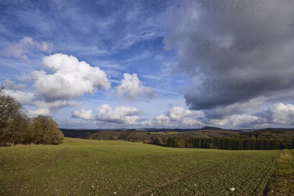 Landscape photography, field, agriculture, coniferous forest, trees, deep blue sky, contrails,