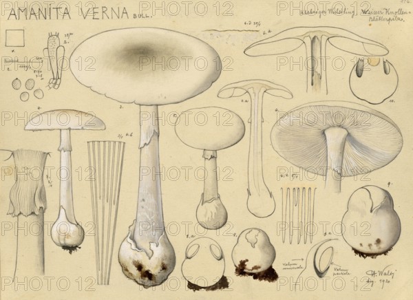 Mushroom, Mushrooms, Spring Button mushroom, Amanita verna, syn. Amanita decipiens, Amanita verna
