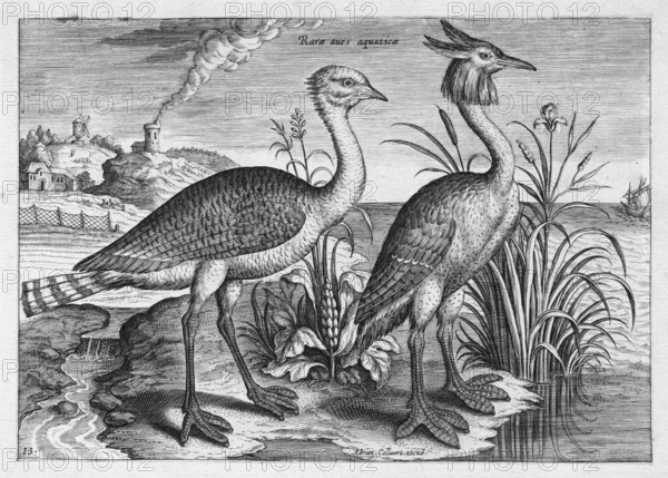 Waterfowl, copperplate engraving by Adriaen Collaert, from Avium Vivae Icones, the series of birds,