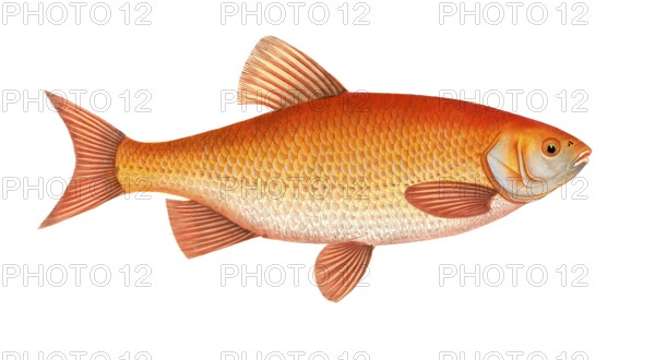 Fish, Fish, Genus of carp fish, Cyprinus orfus, Orfe, The Orf, Historical, digitally restored