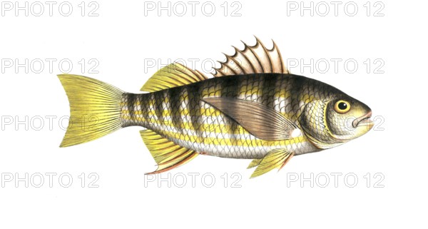 Fish, fish, genus of the umber family, Sciaena plumieri, striped umber, Plumier's umber,