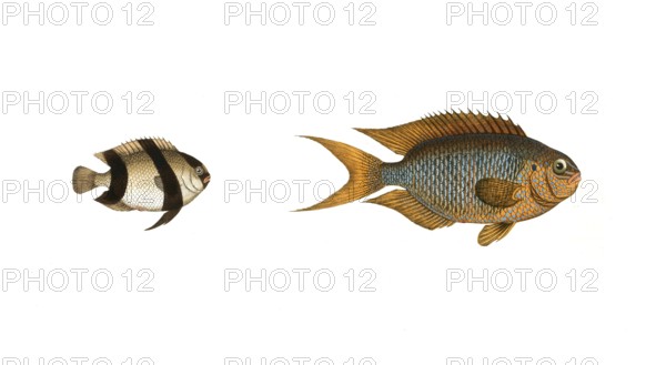 Fish, fishes, left: Genus butterflyfish, butterflyfish, Chaetodon aruanus, the Schwartzkopf. right:
