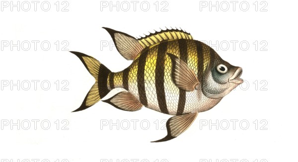 Fish, Fishes, Genus Butterflyfish, Butterflyfish, Chaetodon marginatus, the bordered clifffish,