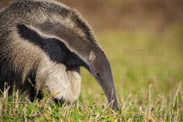 Giant anteater (Myrmecophaga tridactyla) Pantanal Brazil