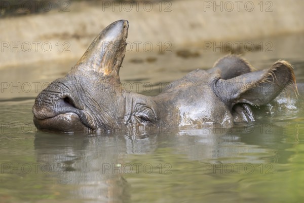 Square-lipped rhinoceros (Ceratotherium simum) swimming in the water, captive, Bavaria, Germany,
