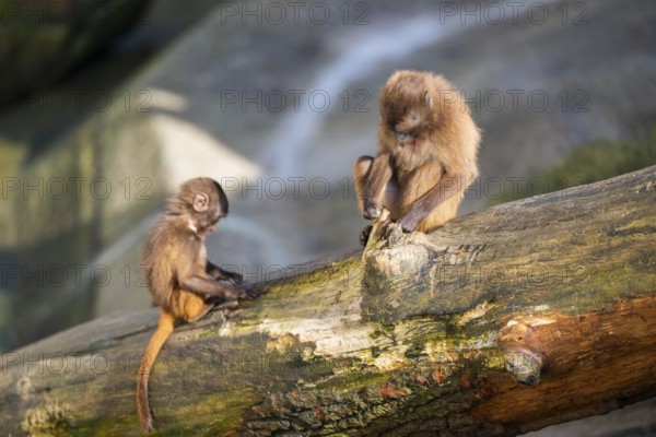 Gelada (Theropithecus gelada) mother with her youngster sitting on a tree trunk, captive, Germany,