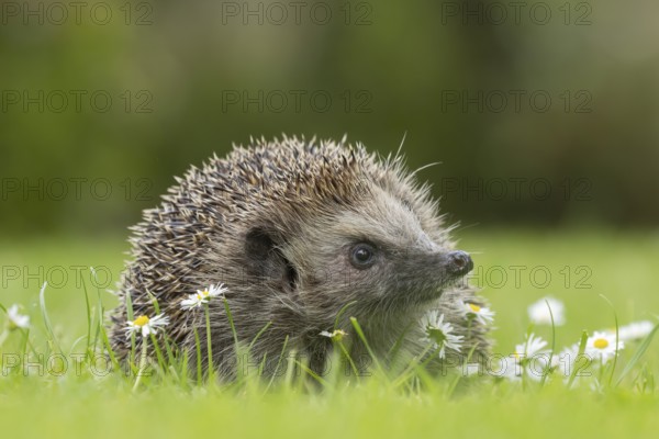 European hedgehog (Erinaceus europaeus) adult animal on a garden grass lawn with flowering daisy