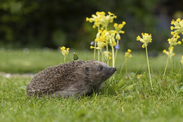 European hedgehog (Erinaceus europaeus) adult animal on an urban garden grass lawn in the spring